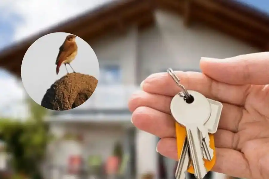 Créditos Nido: vence el plazo para inscribirse 