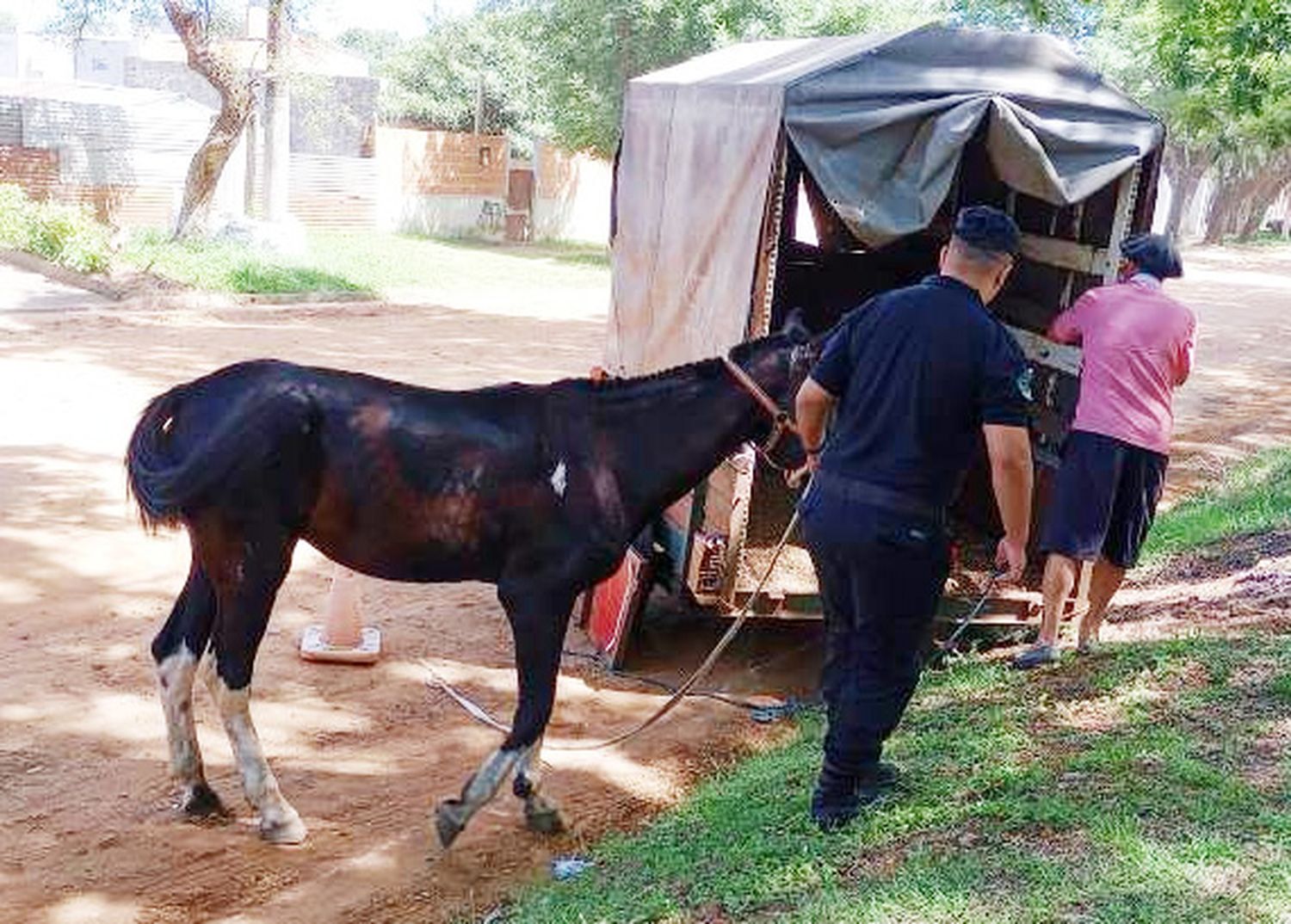 Se retuvo un equino por infracción a Ley de maltrato animal