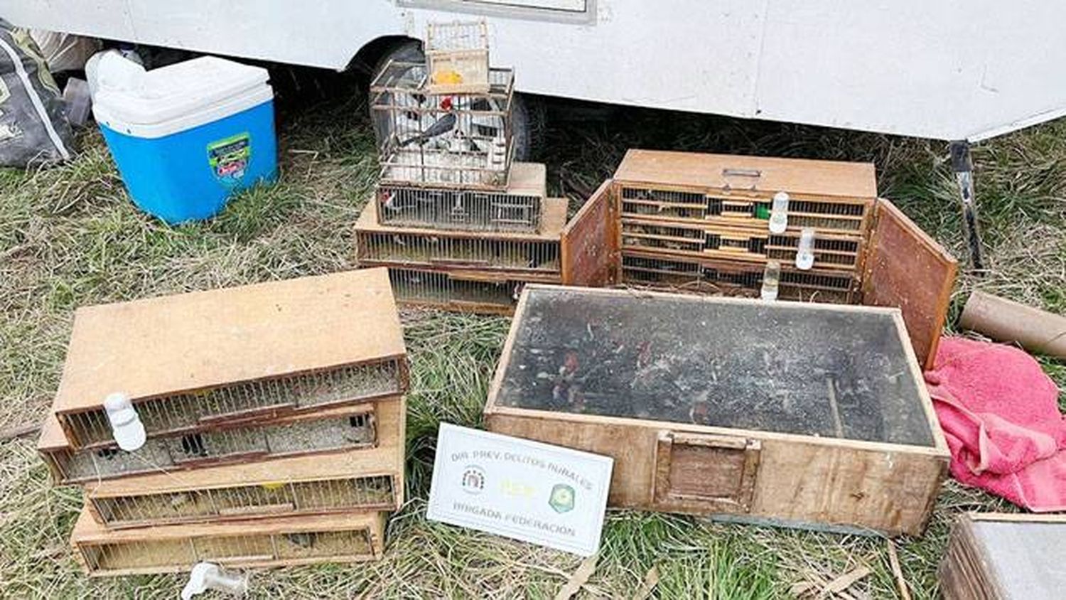 Detuvieron a un  hombre que llevaba más  de 300 aves en cautiverio