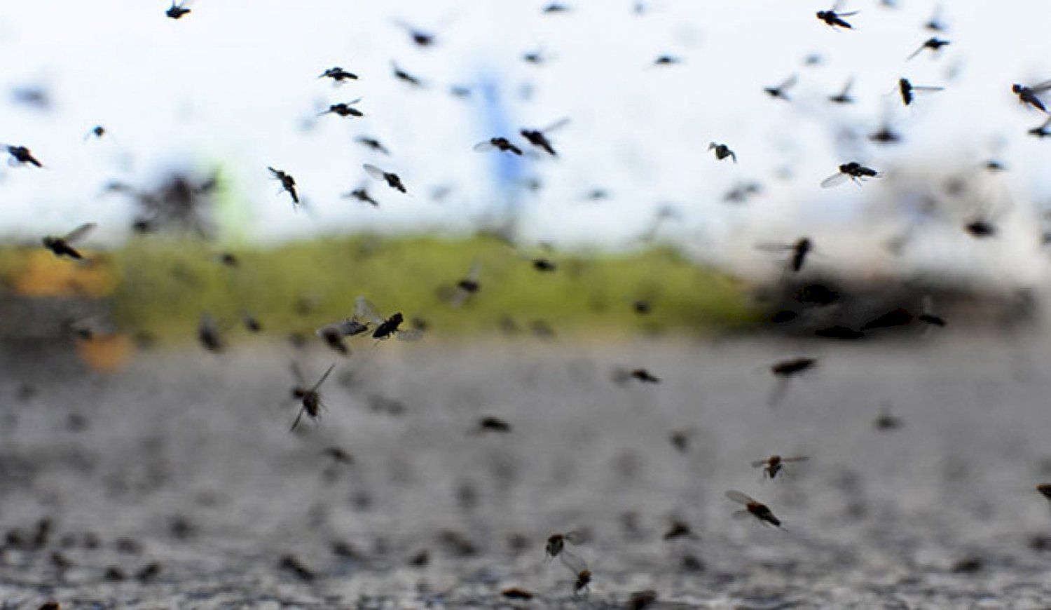 La Municipalidad fumigó un sector de la ciudad: dónde intentan combatir el dengue