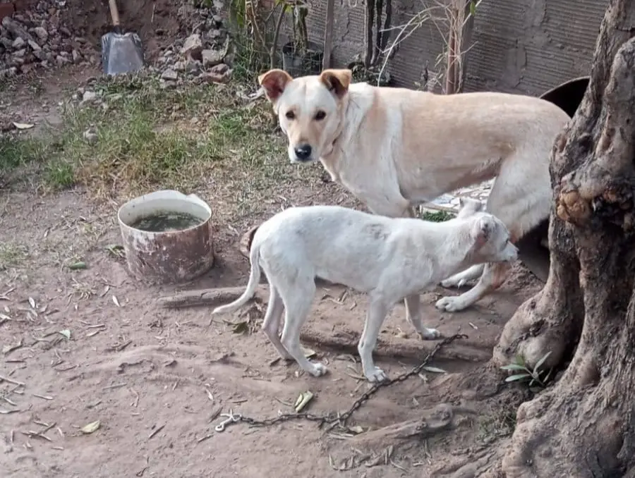 Buscan a Masha en el Barrio San Roque