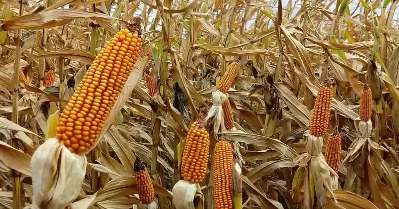 El insecto vector presenta características desafiantes, como su longevidad de 45 a 70 días y su capacidad de vuelo de hasta 500 kilómetros, lo que dificulta su control.