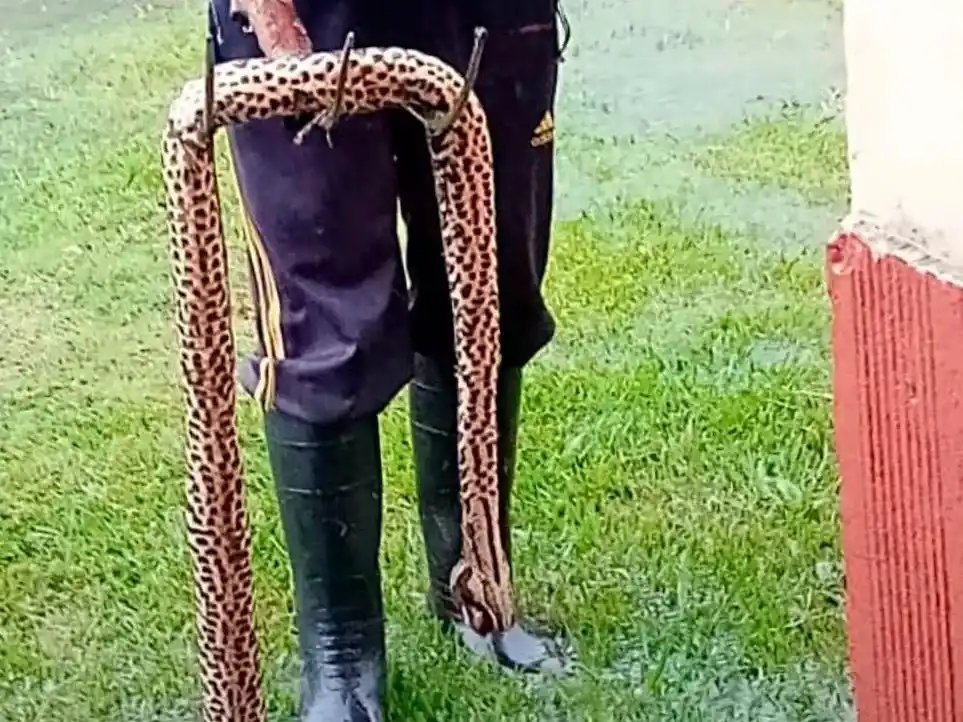 En medio del temporal, apareció una víbora enorme en la puerta del hospital y causó temor