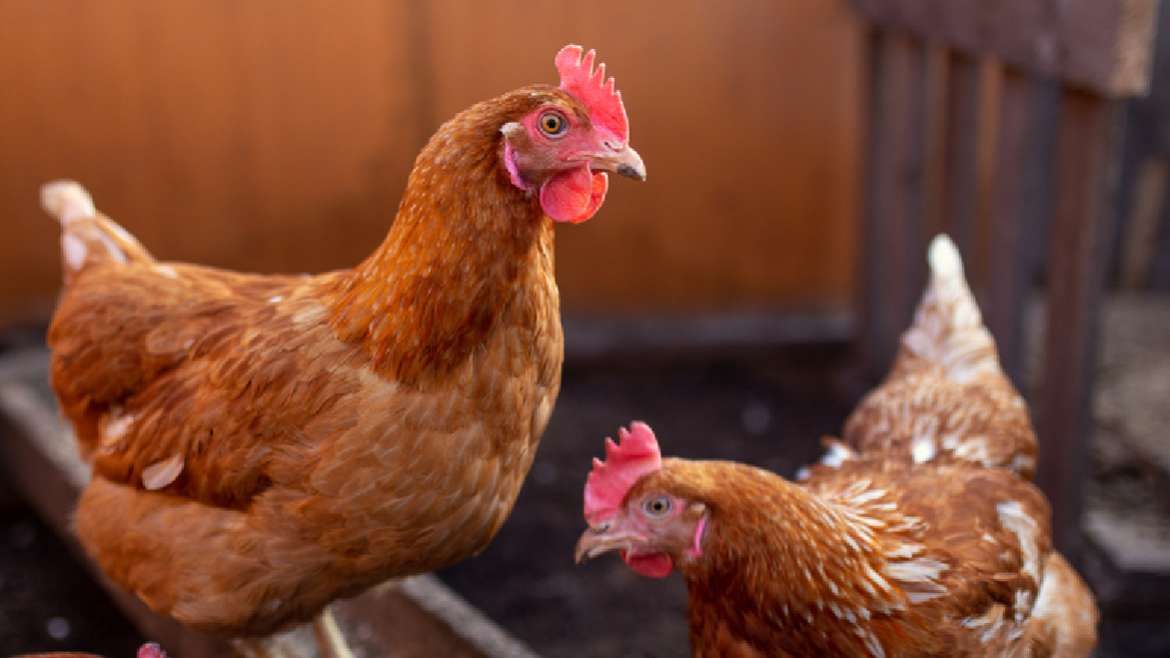 El equipo desarrolló una tecnología que permite analizar las vocalizaciones de las gallinas.
