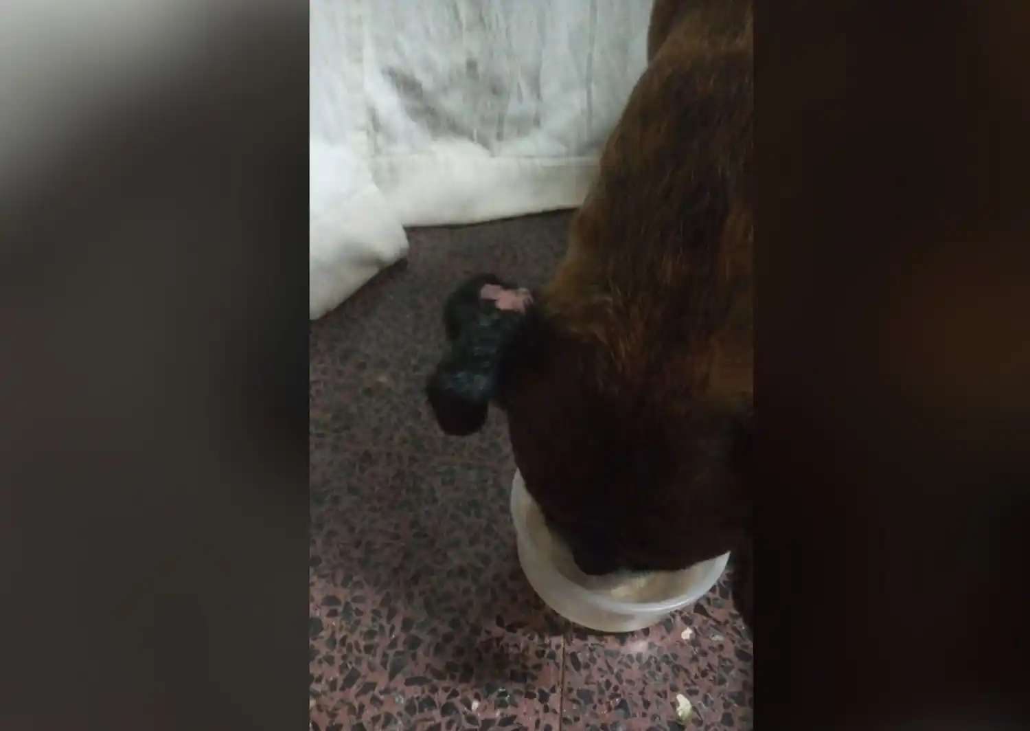 Alertan por un pitbull que anda suelto en Honorio Pueyrredón y Sarmiento