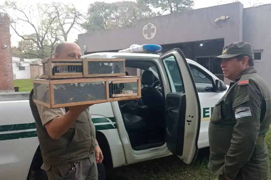 Detectan 50 aves transportadas ilegalmente en un camión