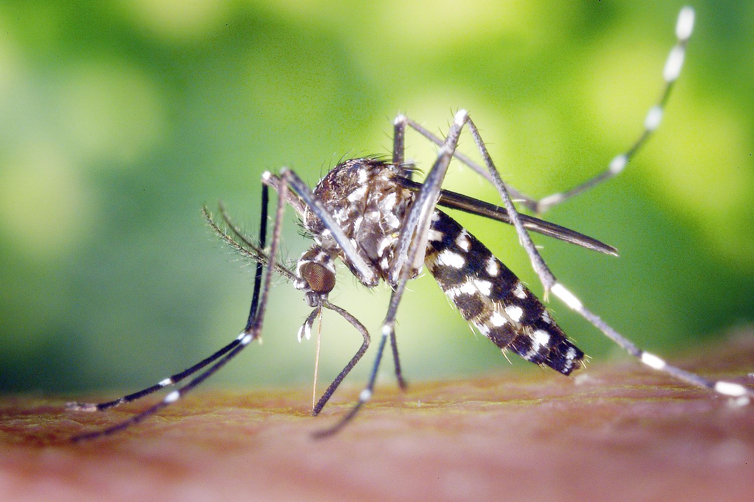 Siguen en aumento los casos de dengue en Entre Ríos