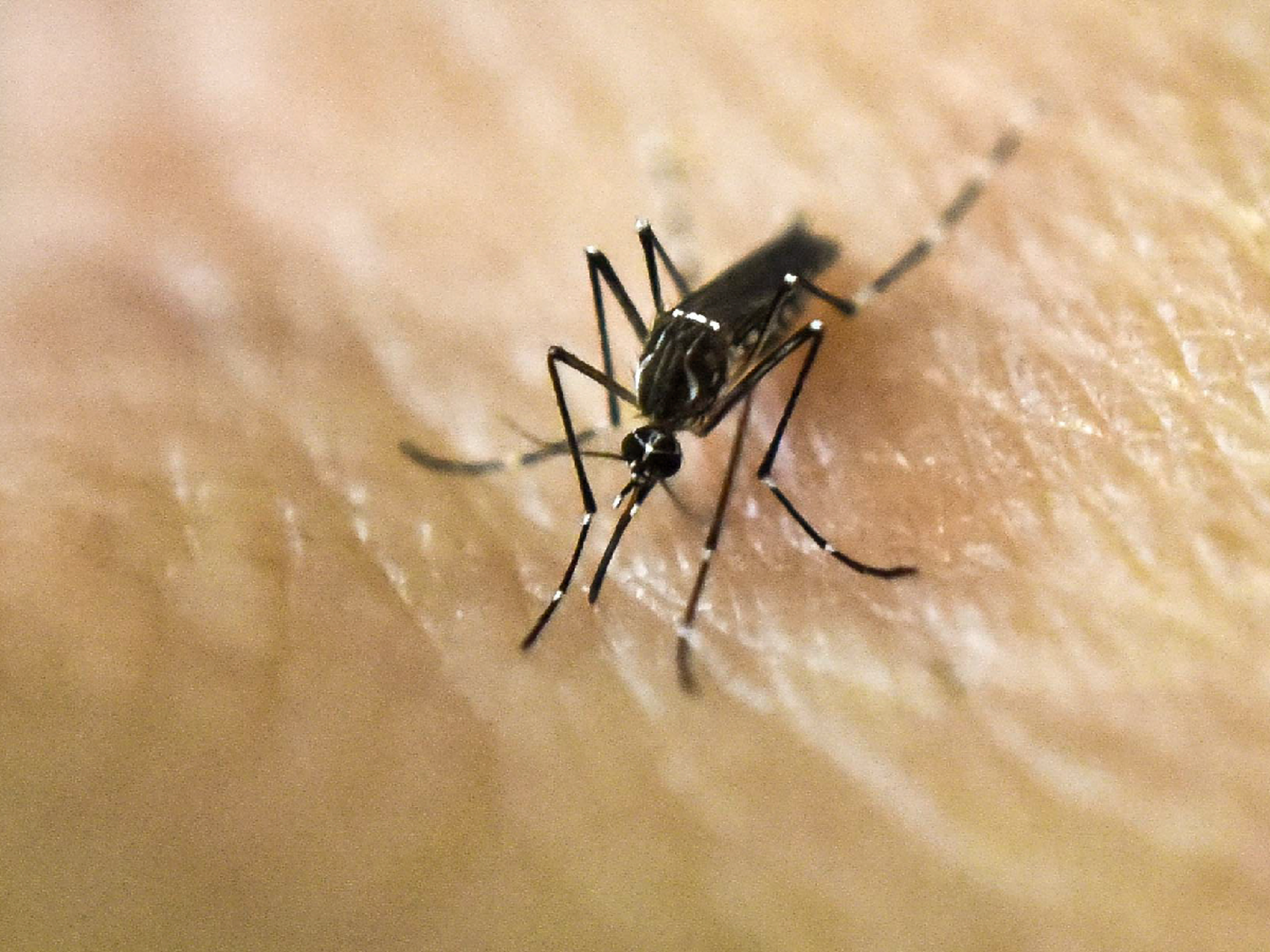 Dengue: investigan una posible muerte en Córdoba