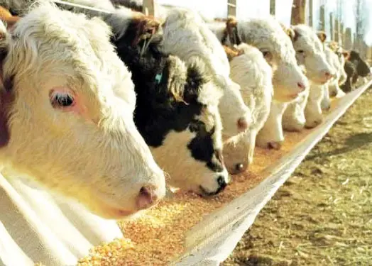 Productores: el Gobierno insiste con una medida que ya fracasó
