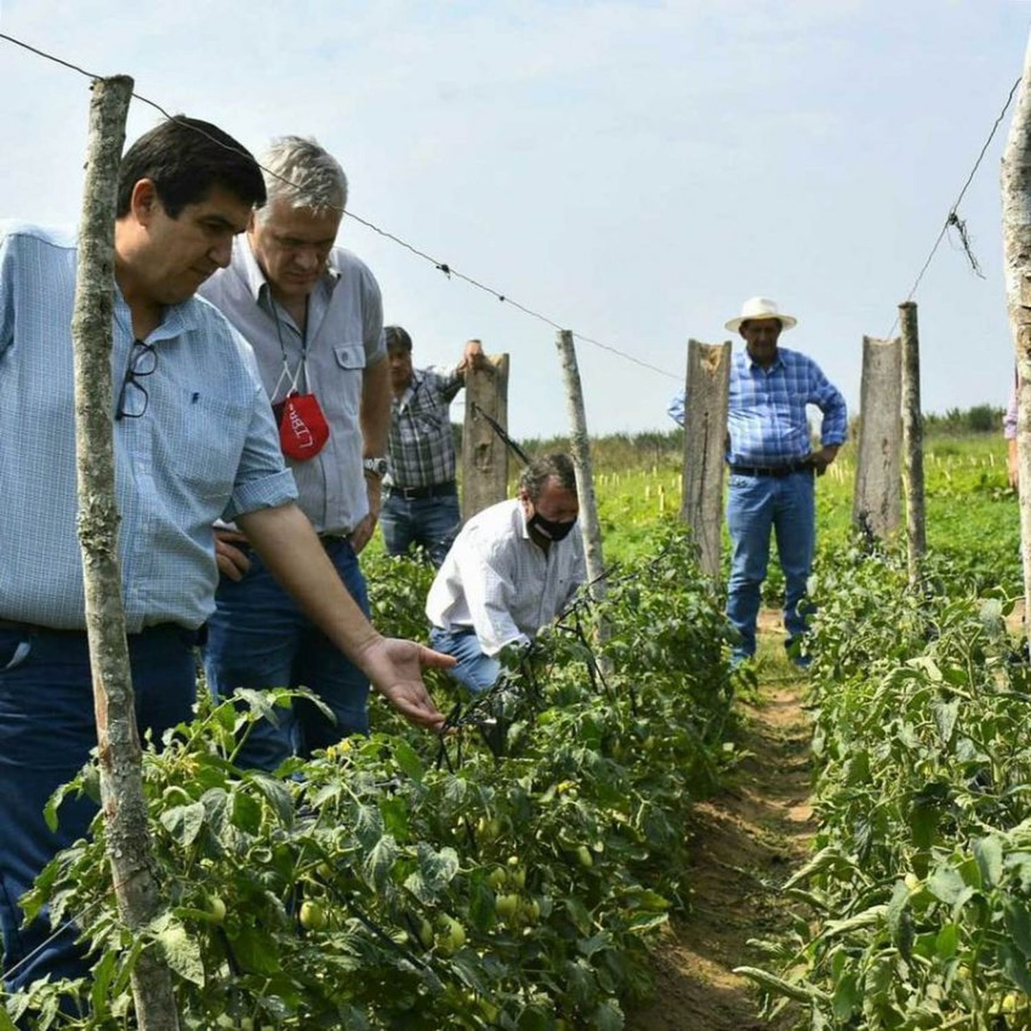 Cientos de productores anticiparon que su voto será para el ex juez Fernando Carbajal