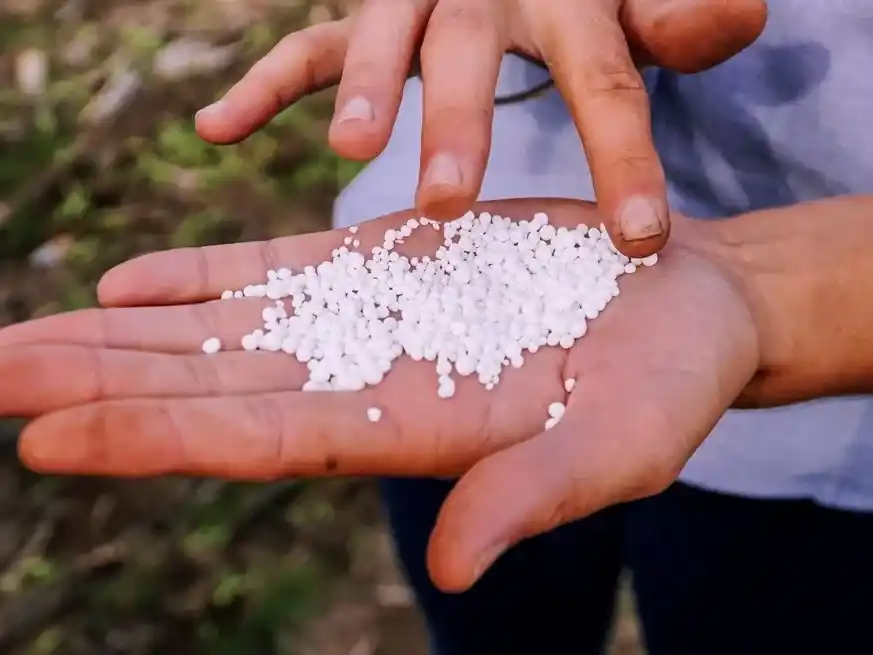 Por el momento se espera un aumento en la siembra del maíz 2025/26 de un 17% respecto al ciclo pasado.