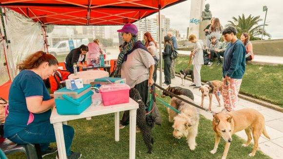 Nuevas ubicaciones de los quirófanos móviles y vacunación antirrábica para perros y gatos