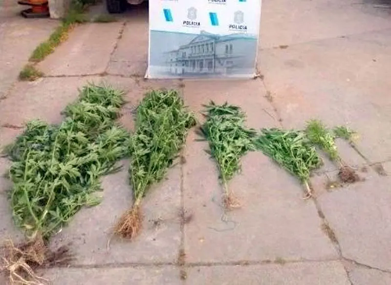 Secuestraron elementos robados y plantas de cannabis en allanamiento