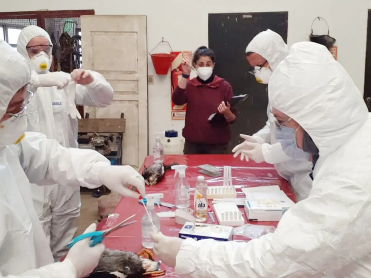 Entre Ríos refuerza la detección temprana de Influenza Aviar en aves silvestres y de corral