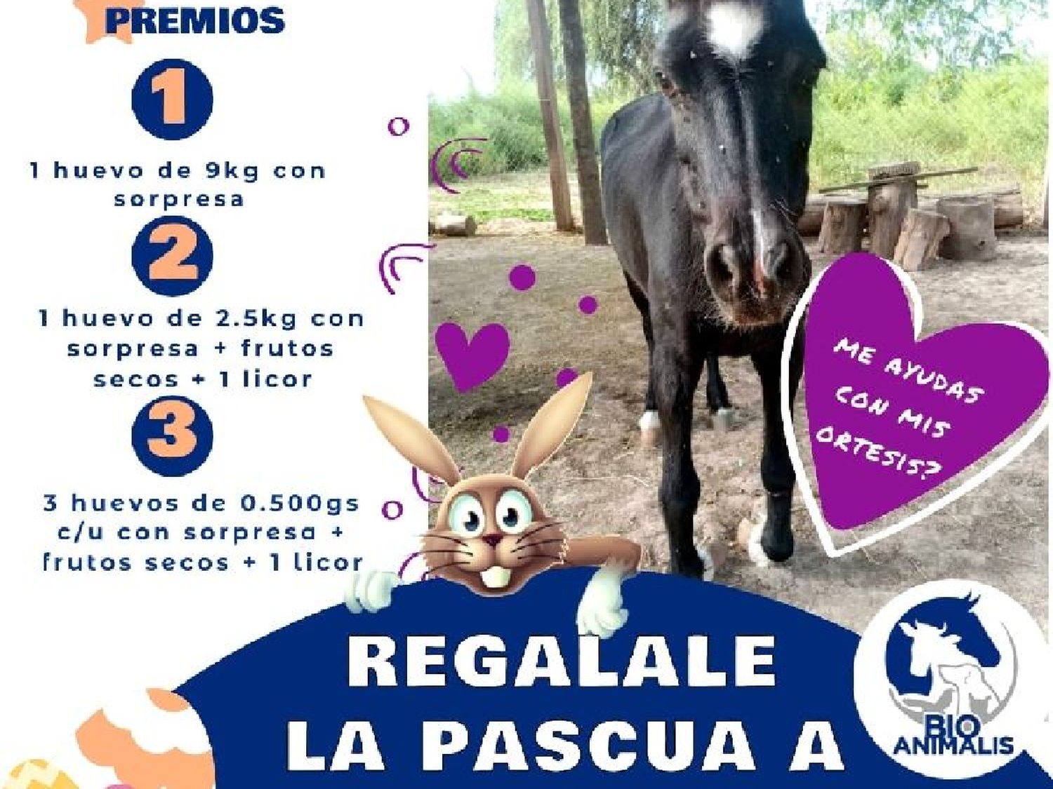 Gran rifa a beneficio de Viole, una poni que necesita ayuda para caminar