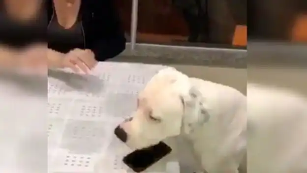 Un perro impide que la novia de su dueño le revise el celular