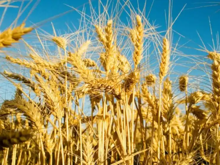 La Argentina inició la certificación electrónica con nuevos mercados para comerciar vegetales