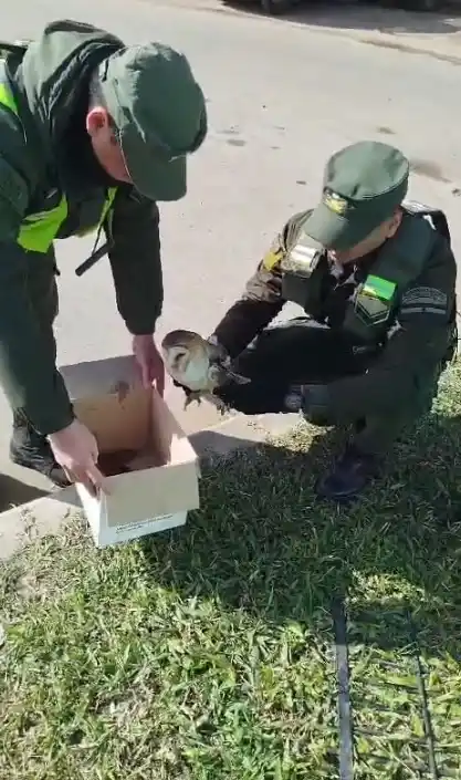 Gendarmería rescató una lechuza que se encontraba herida sobre la banquina de la Ruta 12