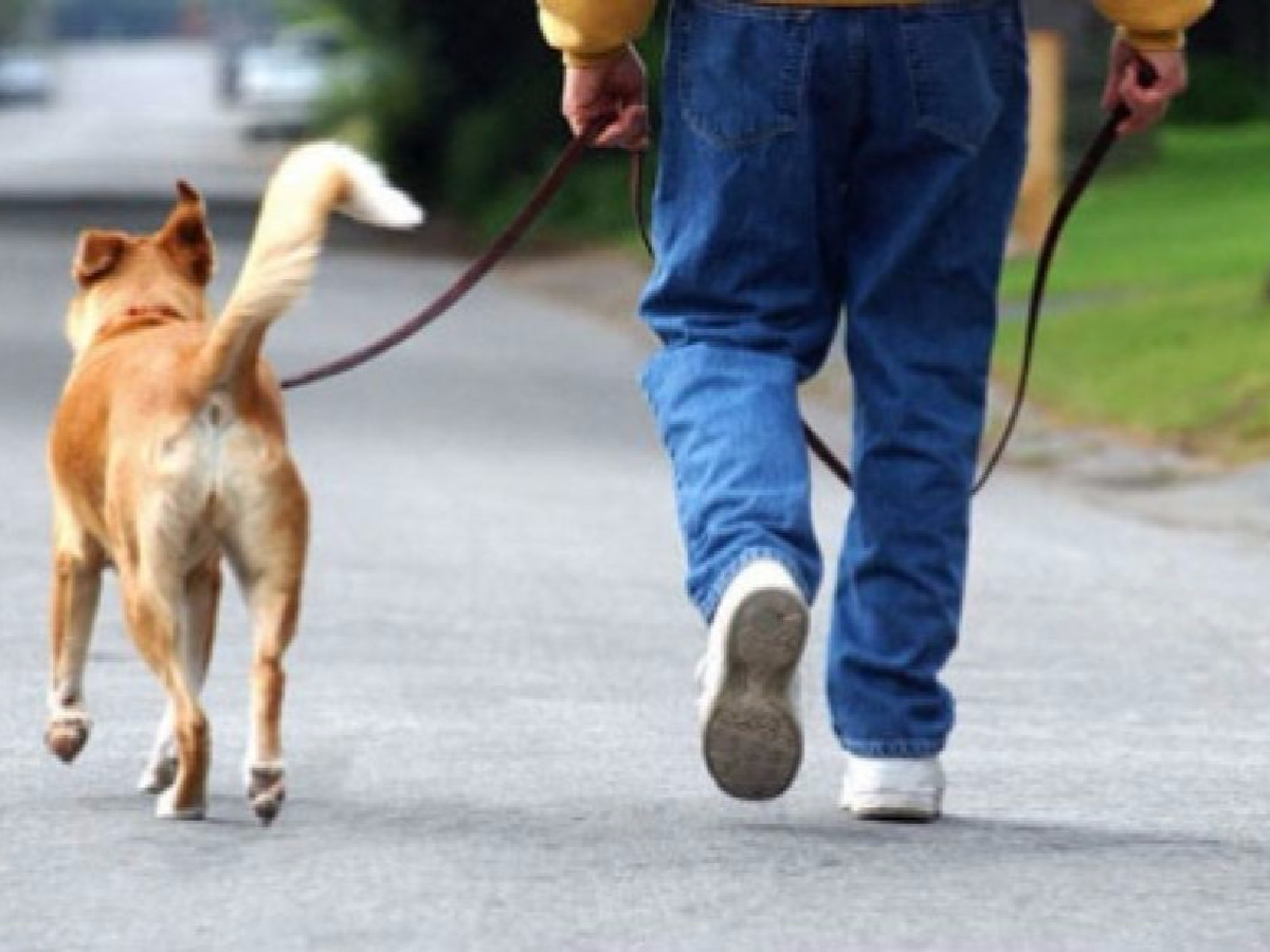 Mendoza: multarán a quienes no levanten el excremento de su mascota en la calle