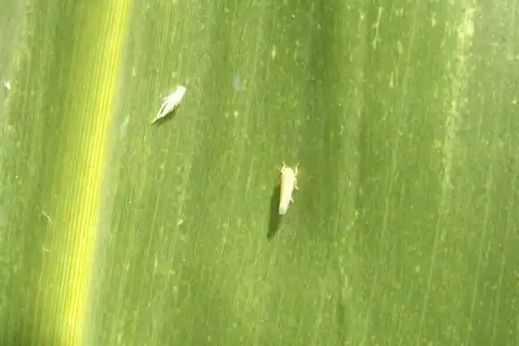 Encaran el combate del achaparramiento del maíz desde una perspectiva pública y privada