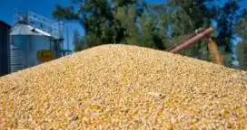 Prohíben el uso de un insecticida que se usa en el almacenamiento de granos