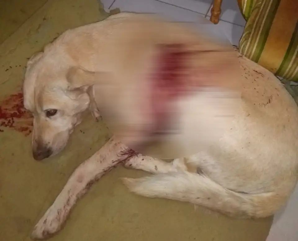 Alarma en María Ignacia por dos perros apuñalados
