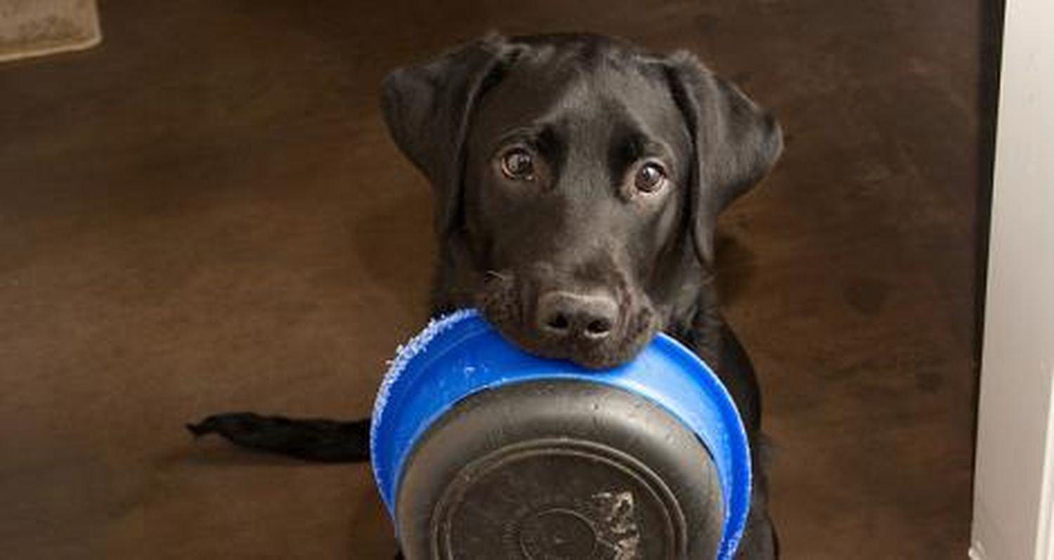 Sin comida en el refugio para perros