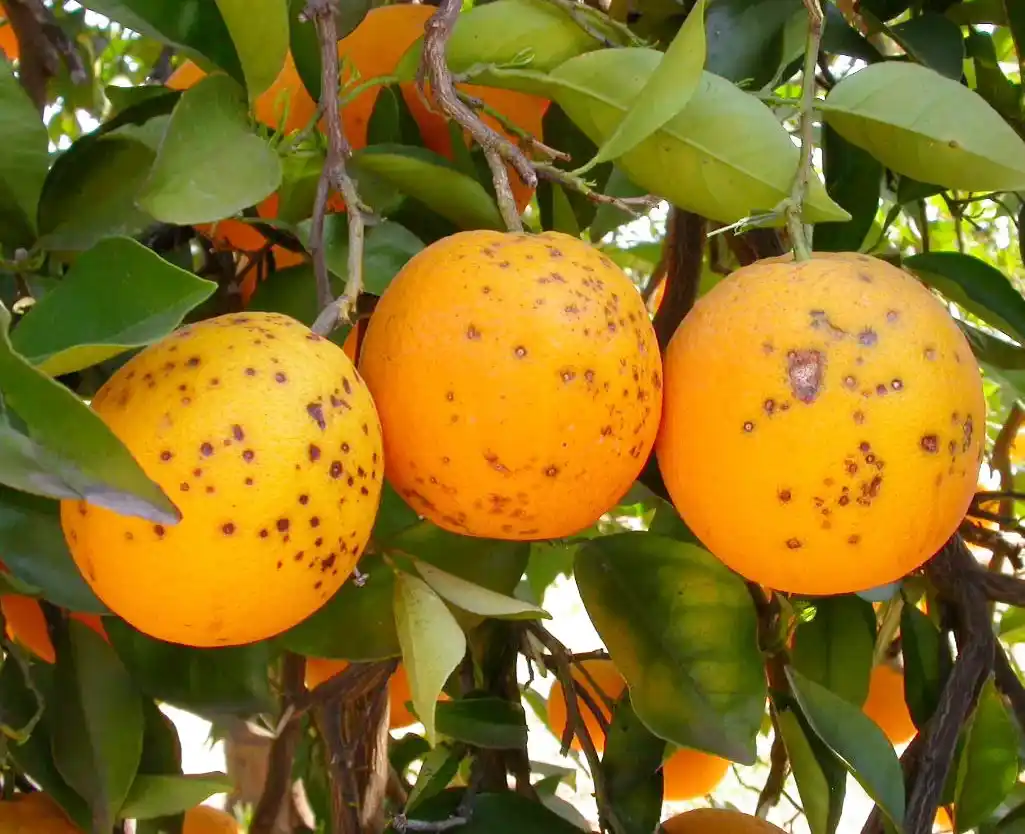 “Los problemas de la mosca no se solucionan”