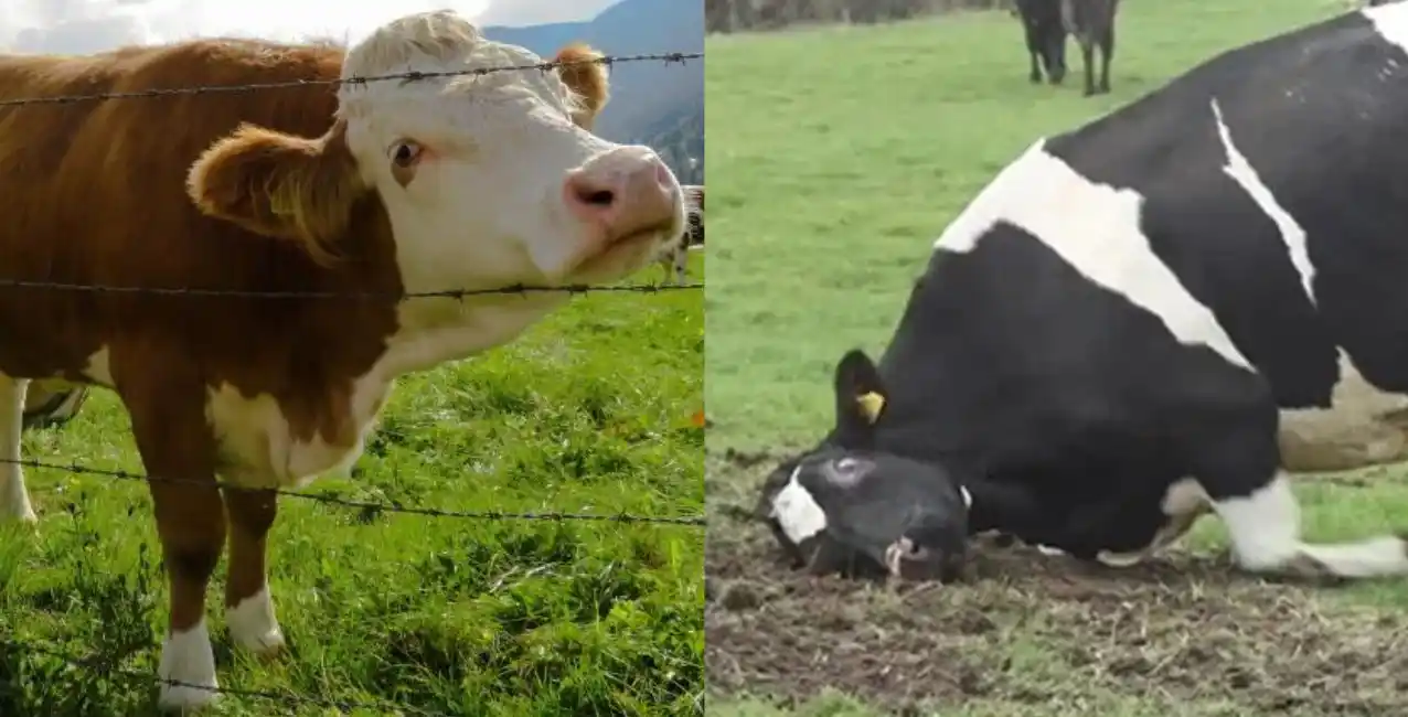 Alerta por vaca loca: Brasil confirmó un caso y cerró sus exportaciones de carne a China