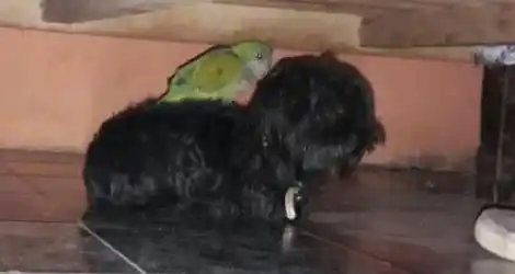 Caniche perdido