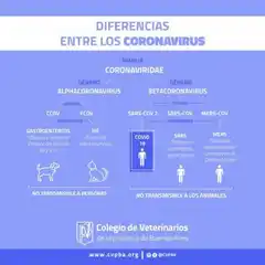 El Colegio de Veterinarios tranquilizó ante los primeros casos de Covid-19 en gatos