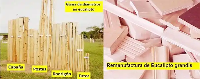 Los productos de la madera del eucalipto  grandis en Argentina
