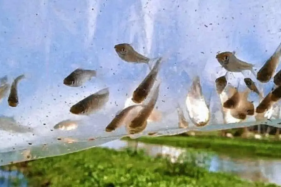Mosquitos: peces y camarones para controlarlos 