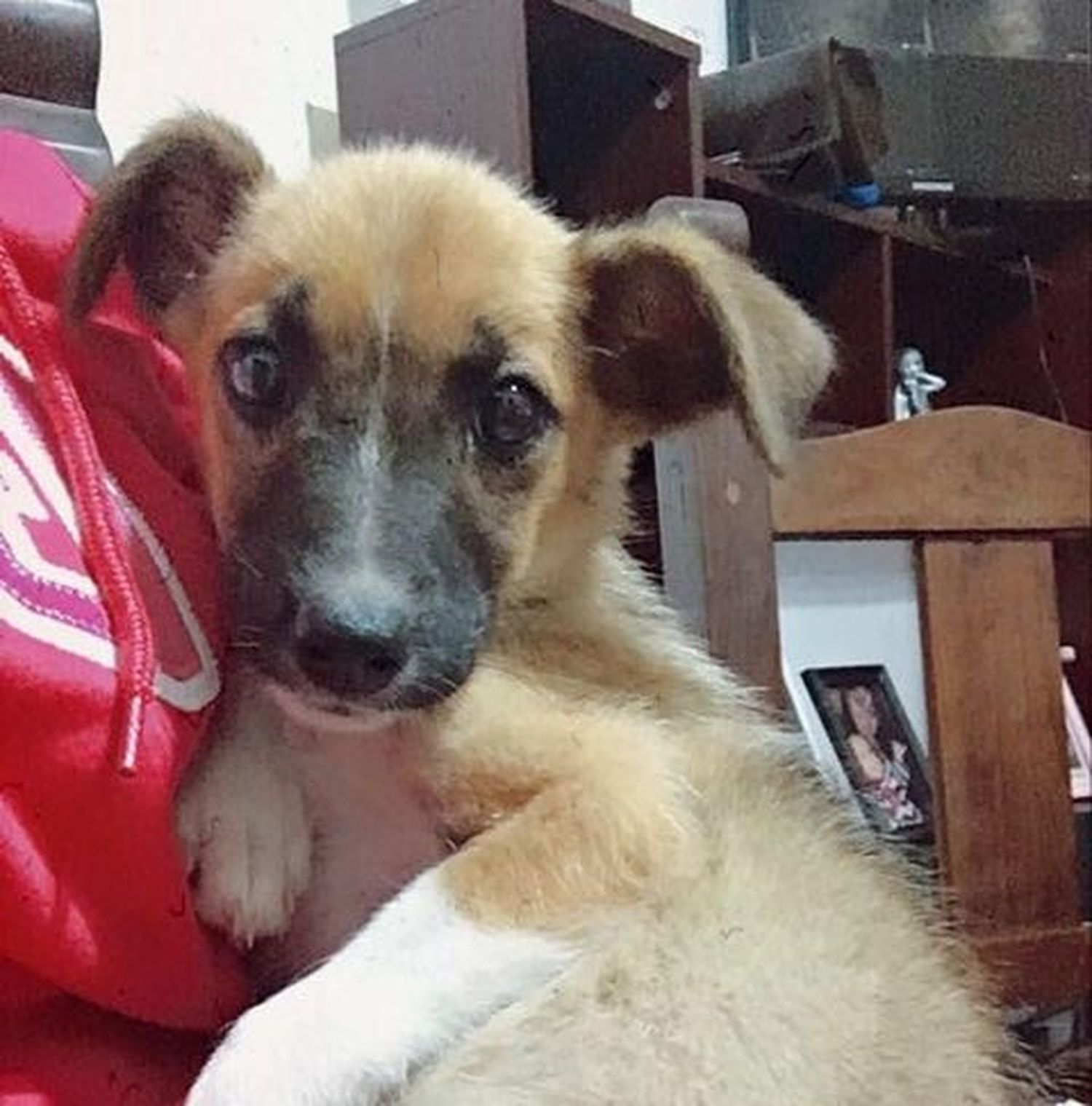 Martina da en adopción una perra