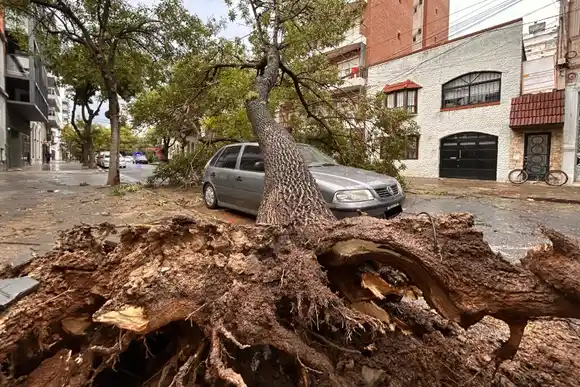 Árboles caídos en Rosario tras la intensa tormenta: un auto quedó aplastado en el centro