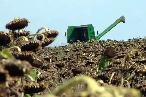 Ante el mejor precio por tonelada se sembró más girasol