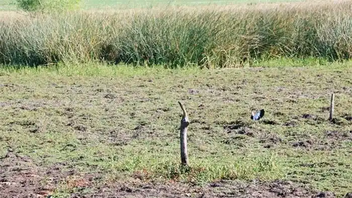 La sequía �Svuelve a castigar al sur entrerriano⬝: el impacto en Gualeguaychú
