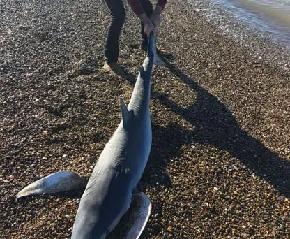 Encontraron un tiburón muerto en Costa Bonita