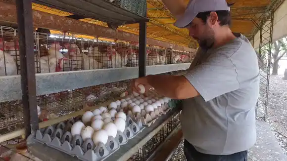  Se avanzará con China en Regionalización de Exportaciones Avícolas