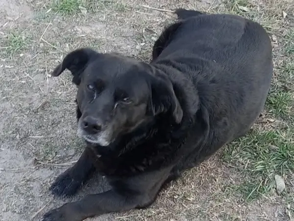 Indignación tras la muerte de Garrafa, un perro comunitario de la Ciudad Universitaria de Santa Fe