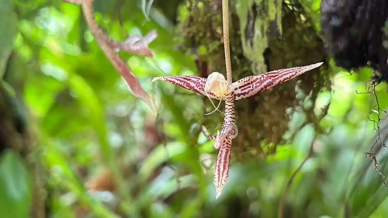 Descubren una nueva orquídea vinotinto en Colombia