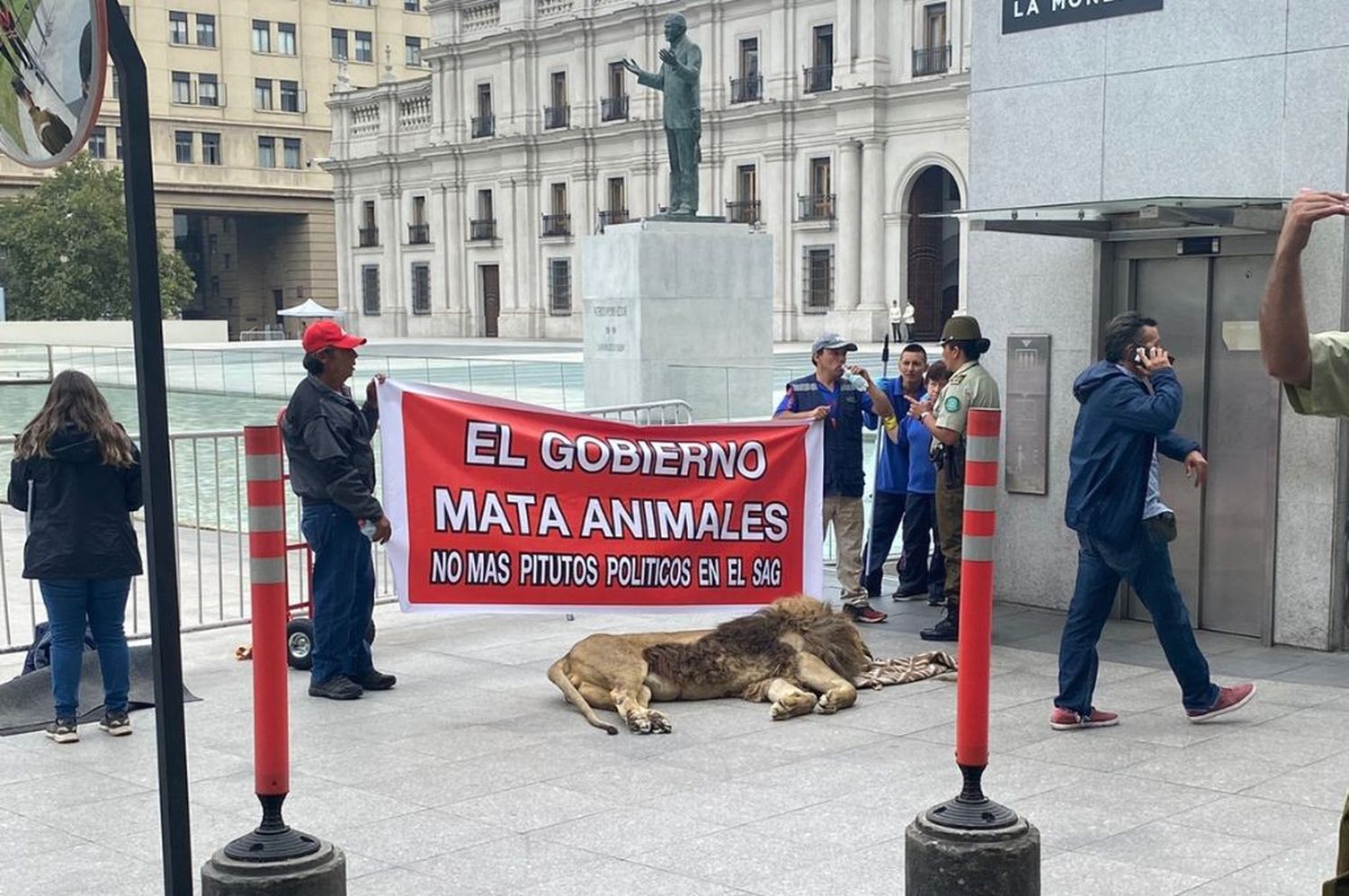 Inédita protesta en Chile: manifestantes animalistas dejaron un león muerto frente al palacio de La Moneda