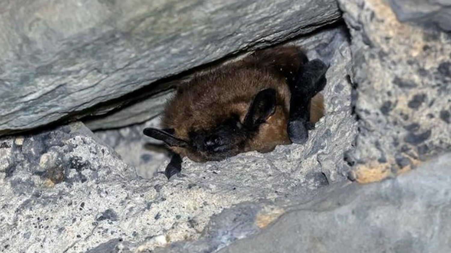 Se trata del murciélago de vuelo tardío "Eptesicus serotinus".