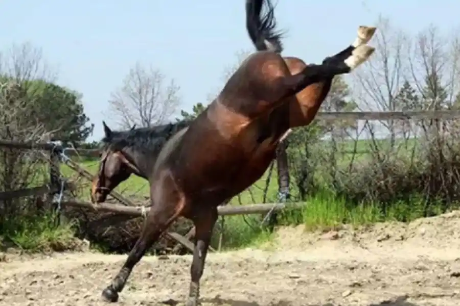 Dramático episodio: un niño de solo 7 años perdió la vida tras recibir una patada de un caballo en Corrientes