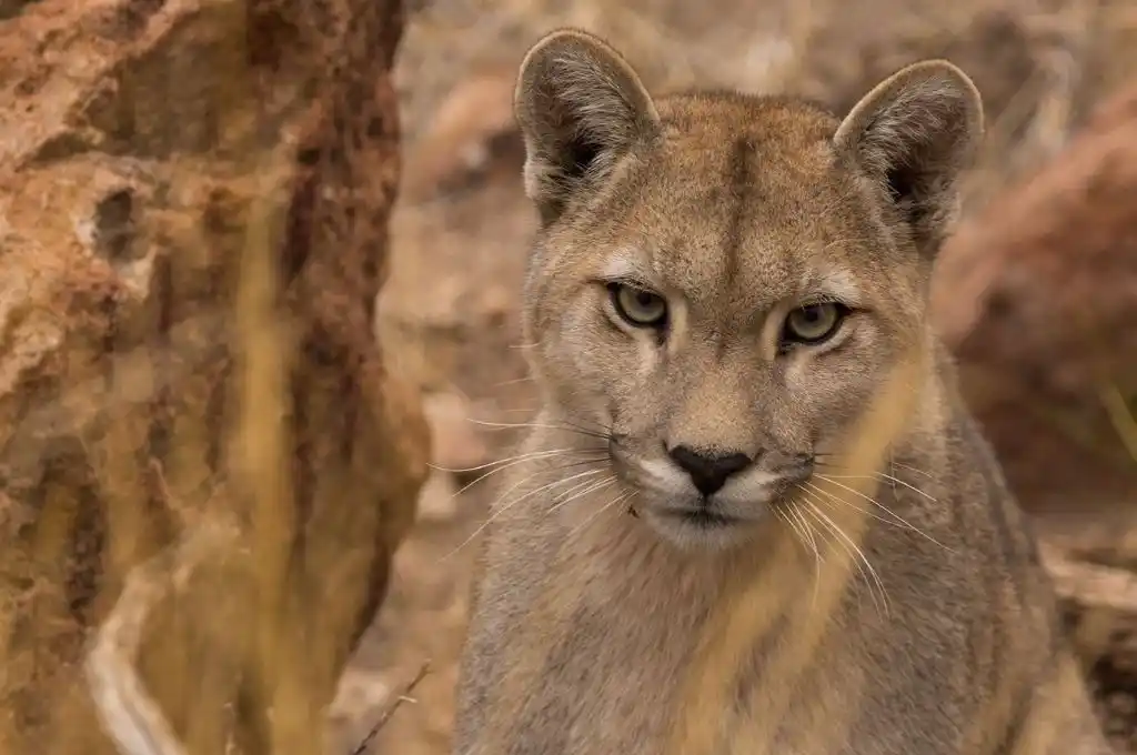 Acusan a un hombre en por despellejar a un puma y les echó la culpa a los perros