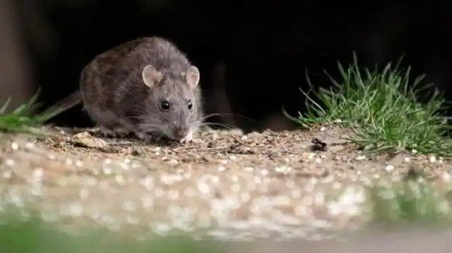 Chubut: murieron 3 personas por el hantavirus y ya son 9 las víctimas fatales