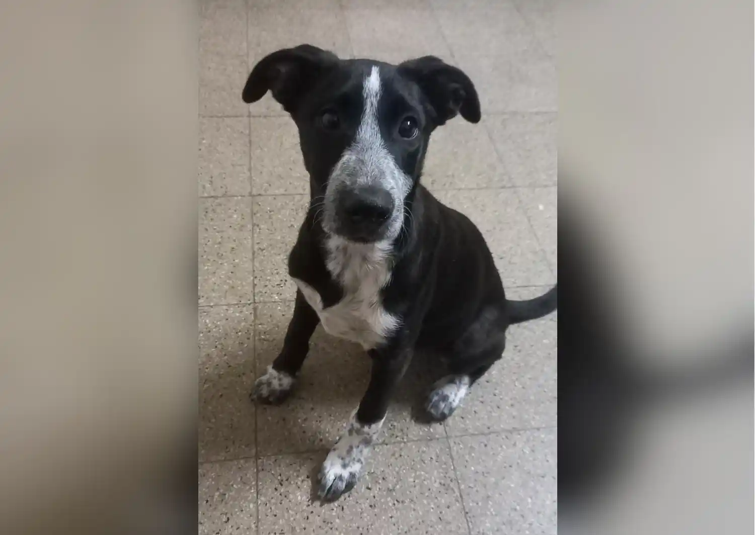 Mascotas: buscan a Ivy