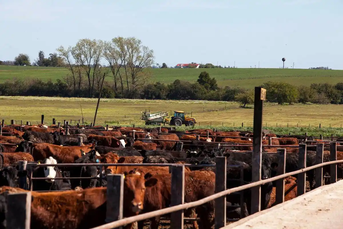 Lanzan programa para impulsar producción de carne en feedlots con inversión de $ 14.976 millones
