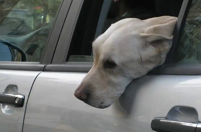 Cuatro detenidos por intentar arrojar a un perro desde la ventana de un auto