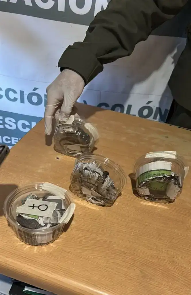 En Entre Ríos descubrieron seis serpientes dentro de una encomienda